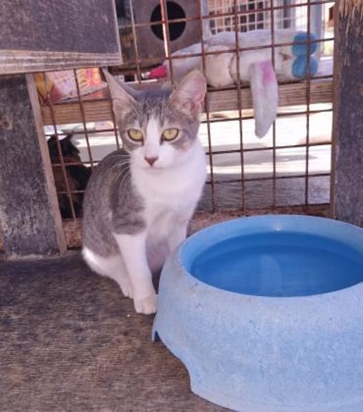 Clementine verschmustes Katzenmädchen