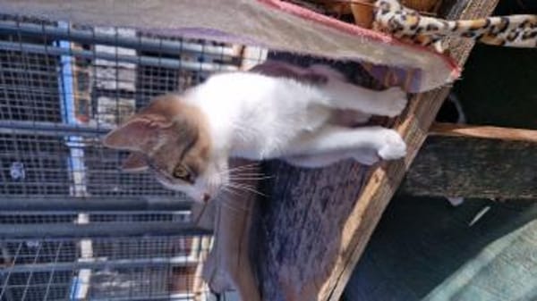 Clementine verschmustes Katzenmädchen