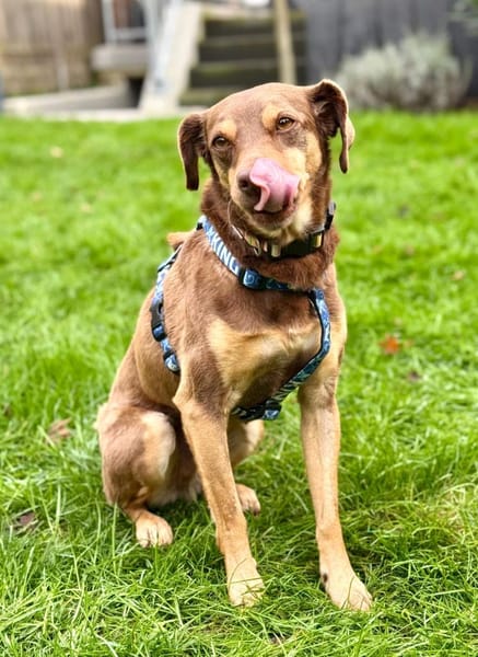 Bambi-freundlich,verspielt und agil