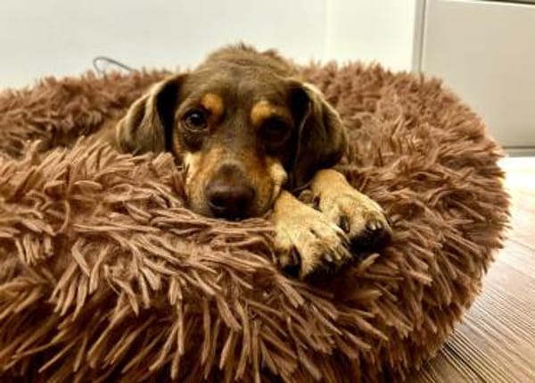 Bambi-freundlich,verspielt und agil