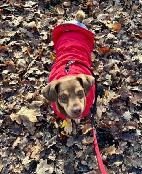 Bambi-freundlich,verspielt und agil