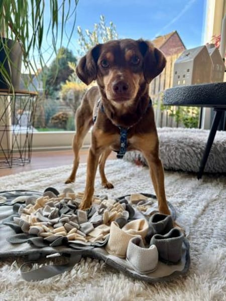 Bambi-freundlich,verspielt und agil