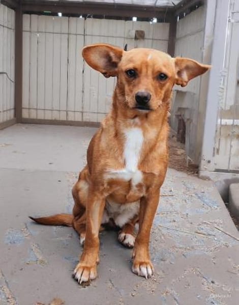 Herzensdame Bella sucht ihr Zuhause (E)