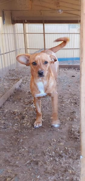 Herzensdame Bella sucht ihr Zuhause (E)