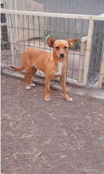 Herzensdame Bella sucht ihr Zuhause (E)