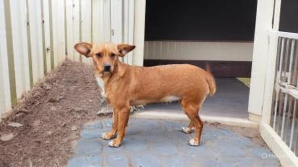 Herzensdame Bella sucht ihr Zuhause (E)