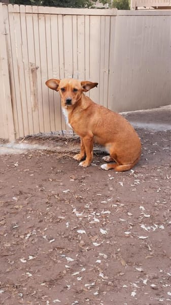 Herzensdame Bella sucht ihr Zuhause (E)