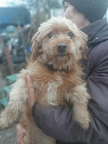 Gipsy hatte großes Glück !