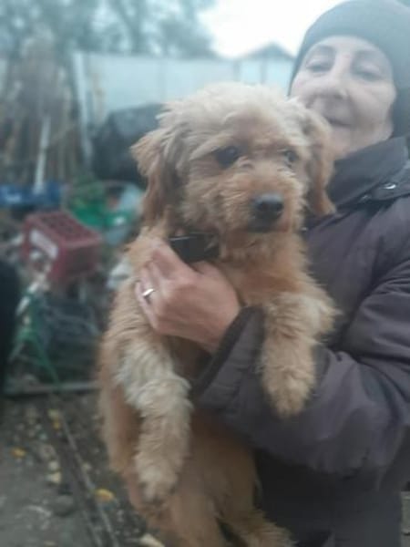 Gipsy hatte großes Glück !