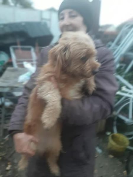 Gipsy hatte großes Glück !