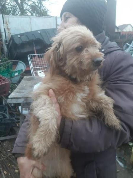 Gipsy hatte großes Glück !