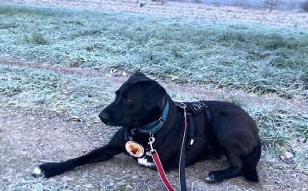 Verliebst du dich in Rajani?