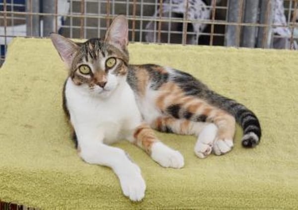 Lidara so bunt wie Herbstlaub