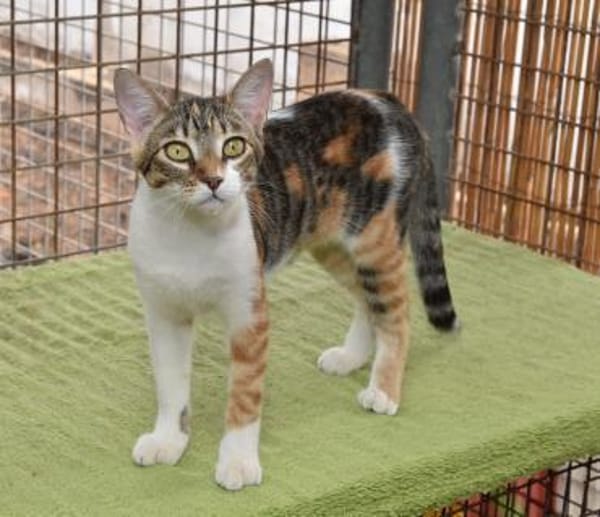 Lidara so bunt wie Herbstlaub