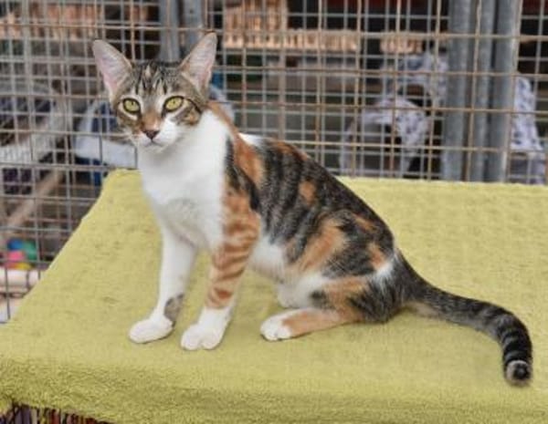 Lidara so bunt wie Herbstlaub