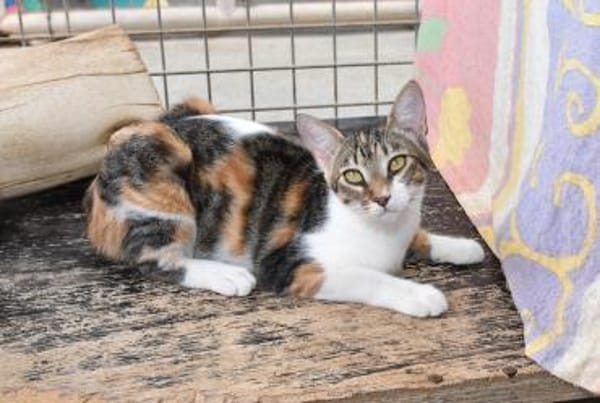 Lidara so bunt wie Herbstlaub