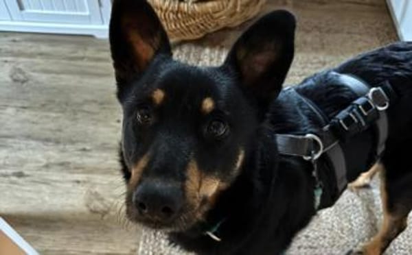 Sami sucht liebevolle Menschen