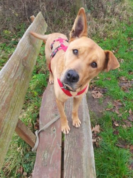 Ozzy - Konsequenz gefragt