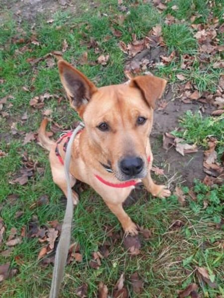 Ozzy - Konsequenz gefragt