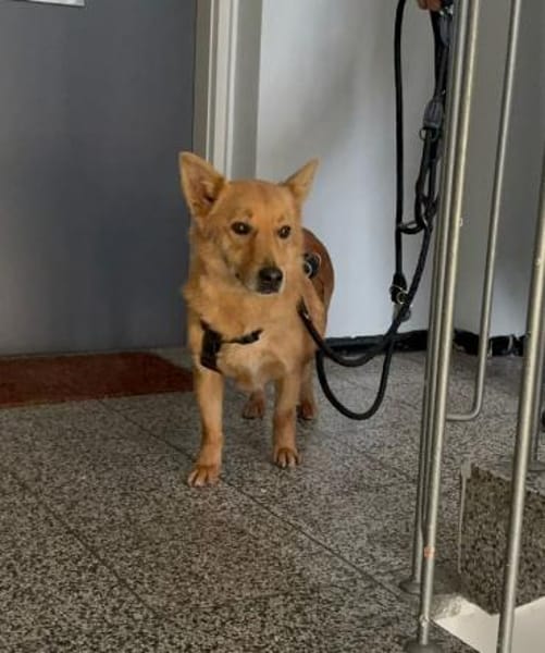 Kleiner SIMON sucht großes Herz