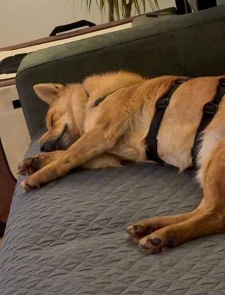 Kleiner SIMON sucht großes Herz