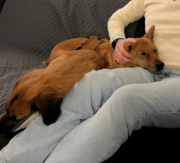 Kleiner SIMON sucht großes Herz