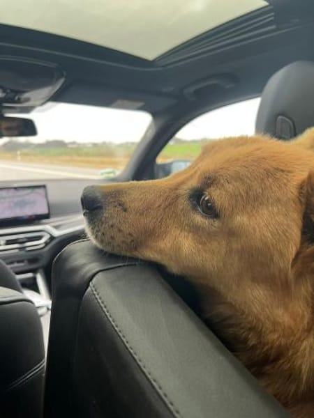 Kleiner SIMON sucht großes Herz