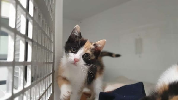 FOUDRE (adoption en duo Passion)