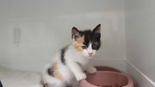 PASSION (adoption duo Foudre)