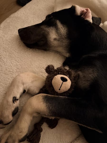 Pluto - lieber & fröhlicher Hundejunge