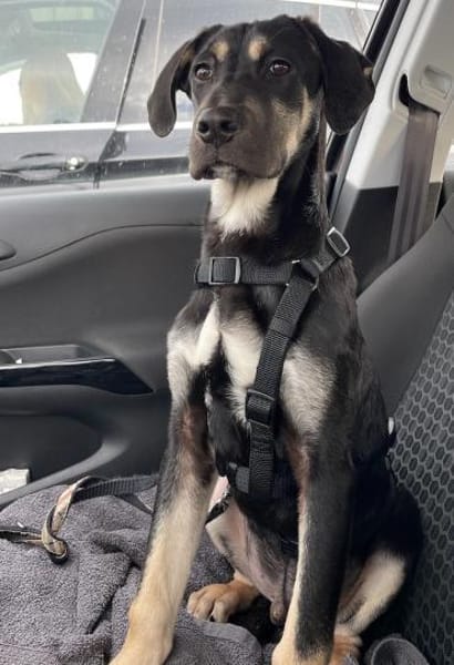 Pluto - lieber & fröhlicher Hundejunge