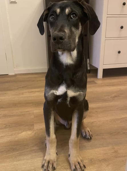 Pluto - lieber & fröhlicher Hundejunge