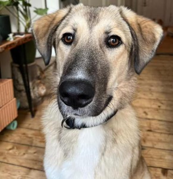 Miles - freundlicher, junger Rüde auf PS