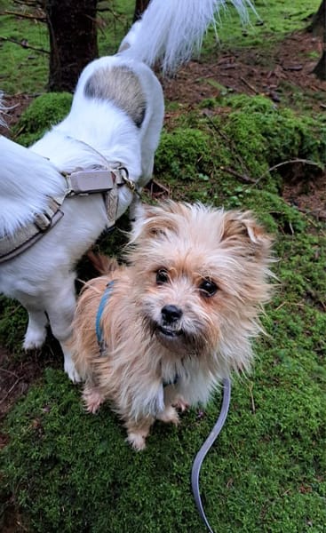 Flöckchen, ein fröhlicher  Winzling