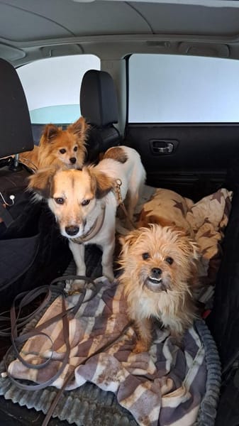 Flöckchen, ein fröhlicher  Winzling