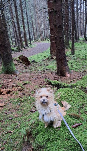 Flöckchen, ein fröhlicher  Winzling
