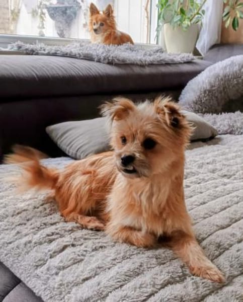 Flöckchen, ein fröhlicher  Winzling