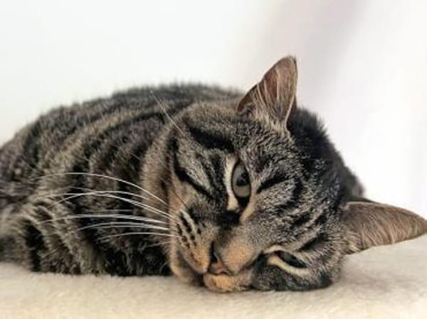 Arnaldo hofft auf seine zweite Chance