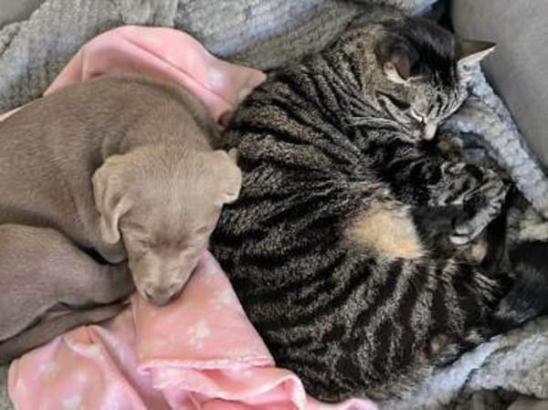 Arnaldo hofft auf seine zweite Chance