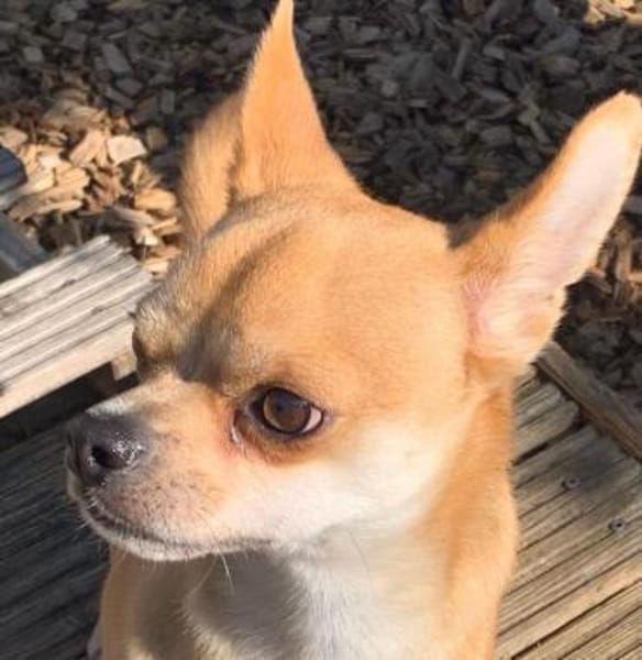 DRINGEND! Horus muss umziehen!