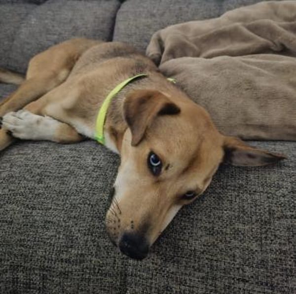 Simon - Sanfter Rüde auf PS in Hessen