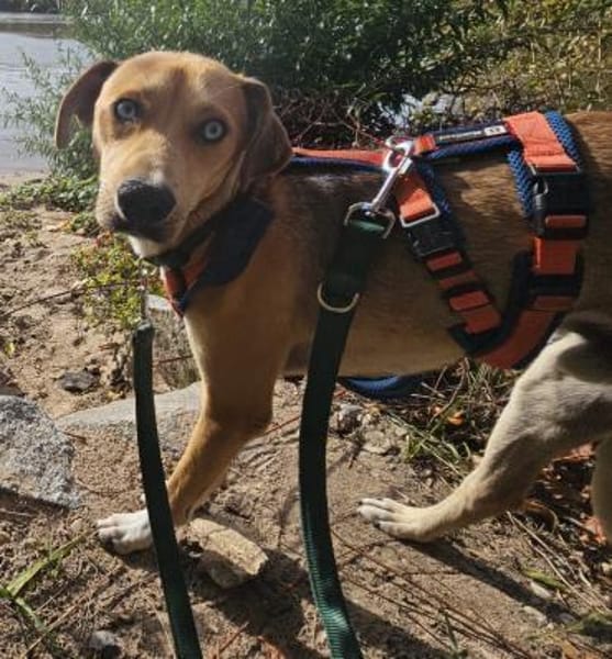 Simon - Sanfter Rüde auf PS in Hessen