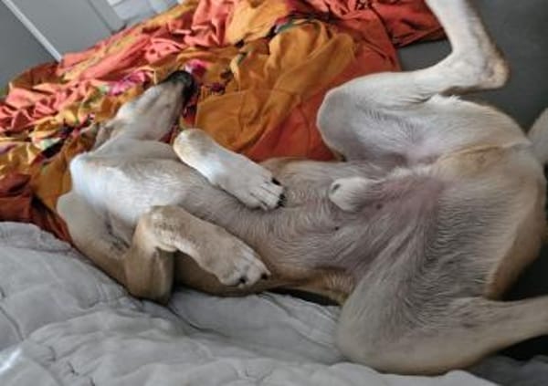 Simon - Sanfter Rüde auf PS in Hessen