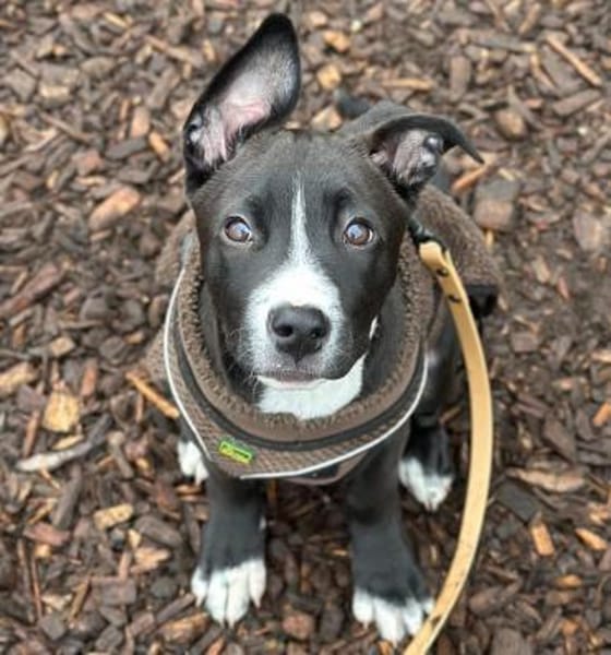 Floki - junger, verschmuster Rüde