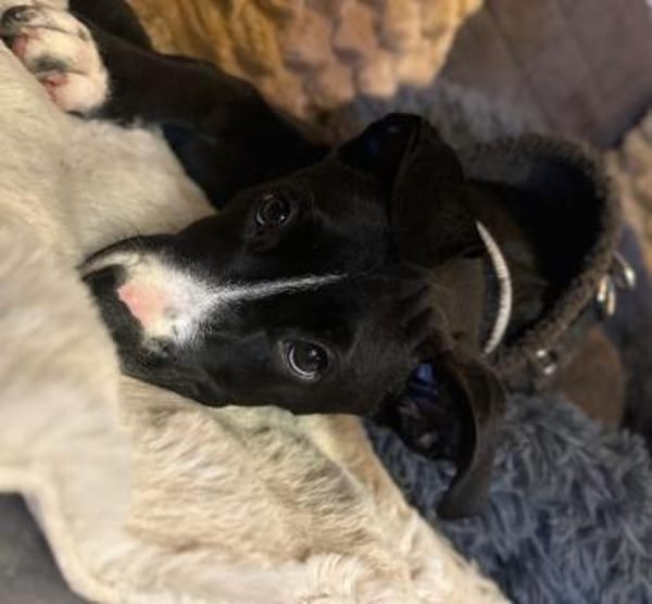 Floki - junger, verschmuster Rüde