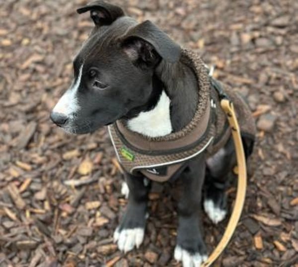 Floki - junger, verschmuster Rüde