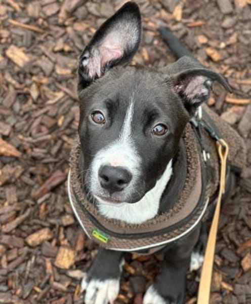 Floki - junger, verschmuster Rüde