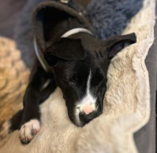 Floki - junger, verschmuster Rüde