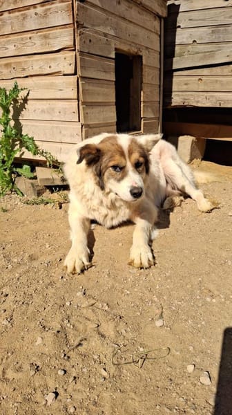 PANDA - braucht ein warmes Zuhause