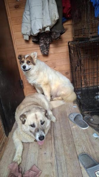 PANDA - braucht ein warmes Zuhause